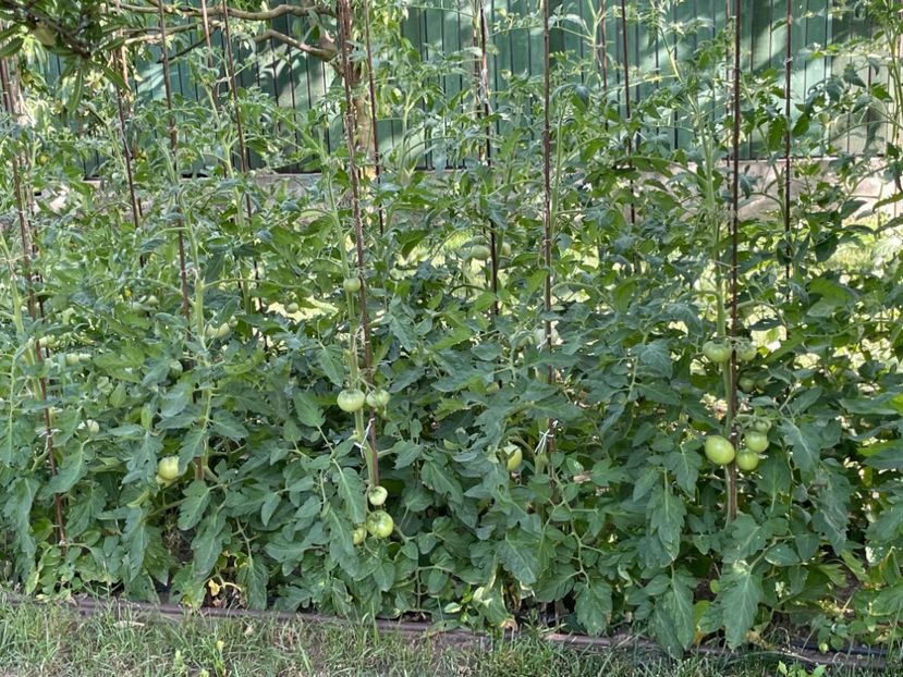  - 0005 - Gradina de legume 2023-2024-2025
