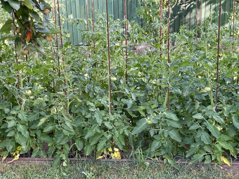  - 0005 - Gradina de legume 2023-2024-2025
