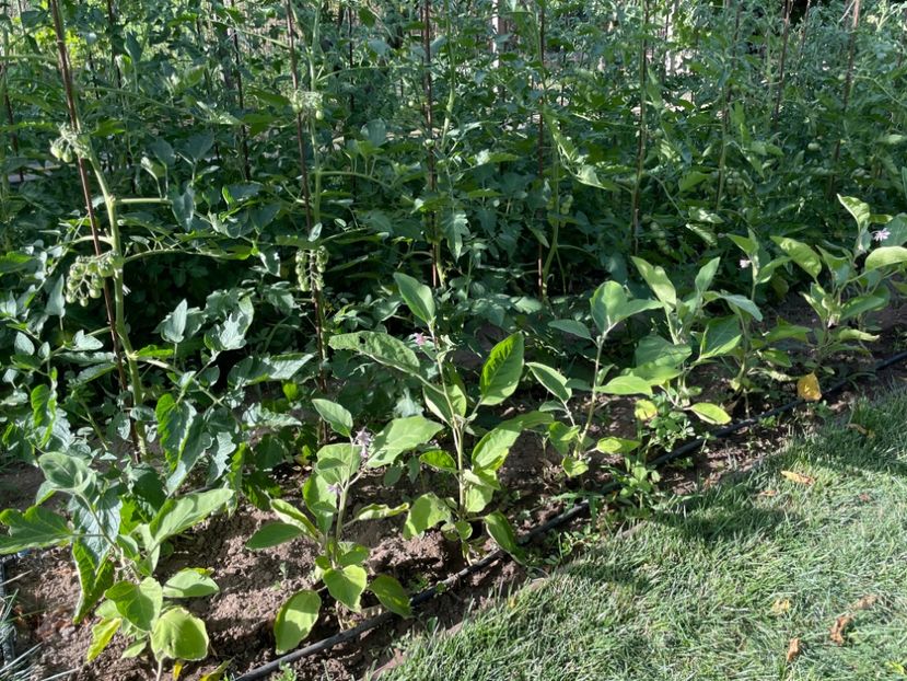  - 001 Gradina de legume 2023-2024-2025