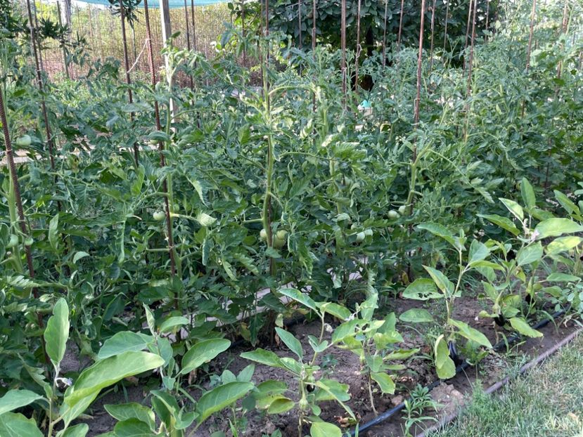  - 001 Gradina de legume 2023-2024-2025