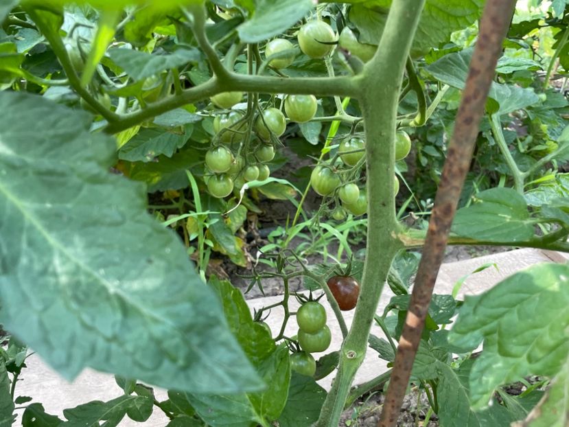  - 001 Gradina de legume 2023-2024-2025
