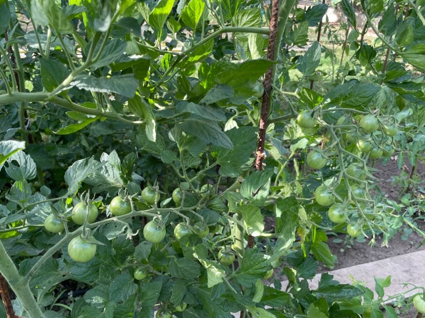  - 0005 - Gradina de legume 2023-2024-2025