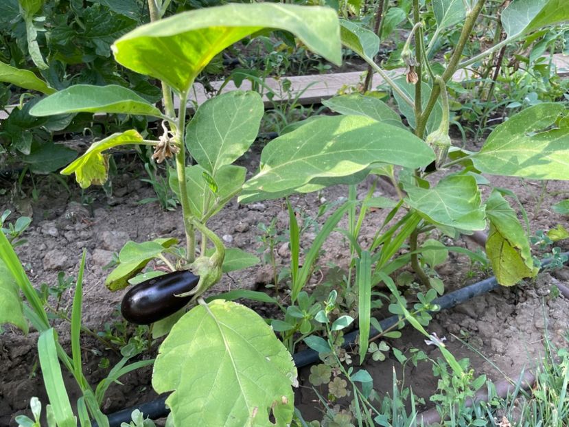  - 001 Gradina de legume 2023-2024-2025