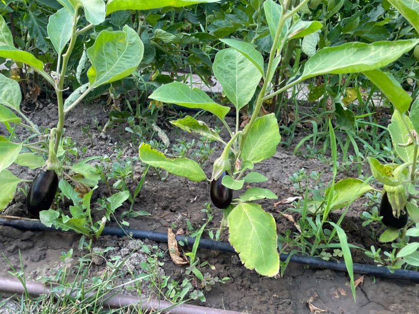  - 001 Gradina de legume 2023-2024-2025