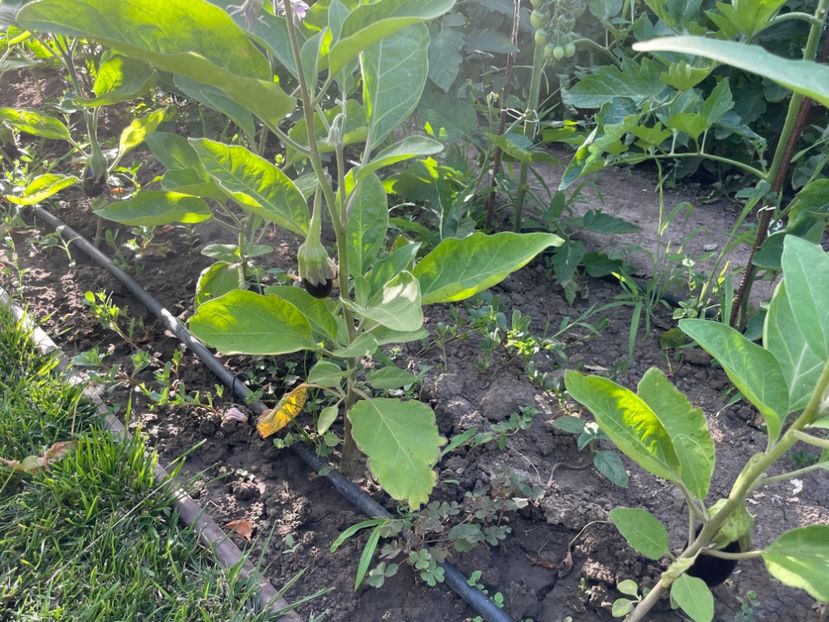  - 0005 - Gradina de legume 2023-2024-2025