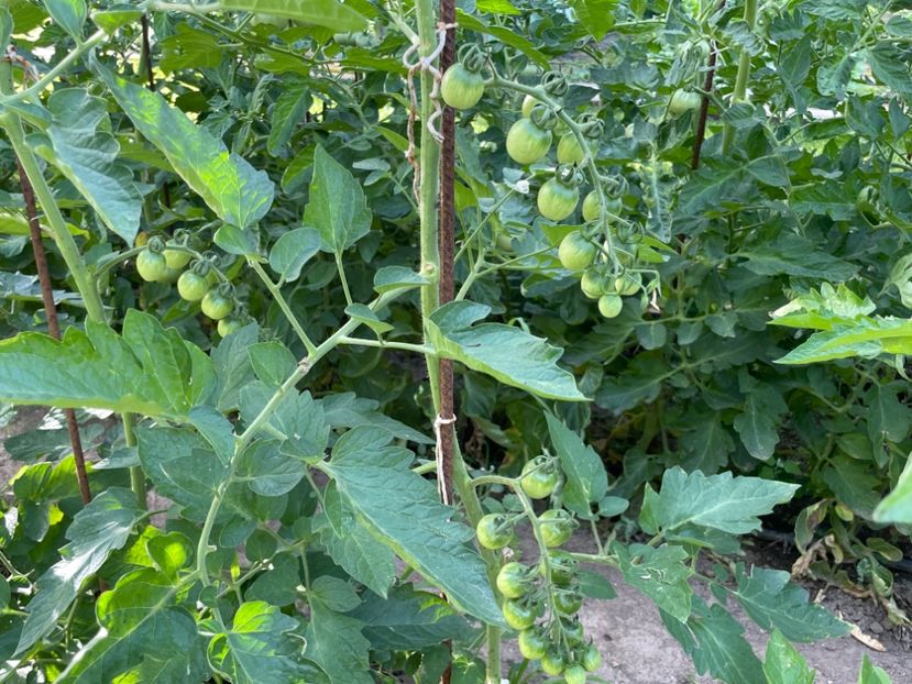  - 001 Gradina de legume 2023-2024-2025