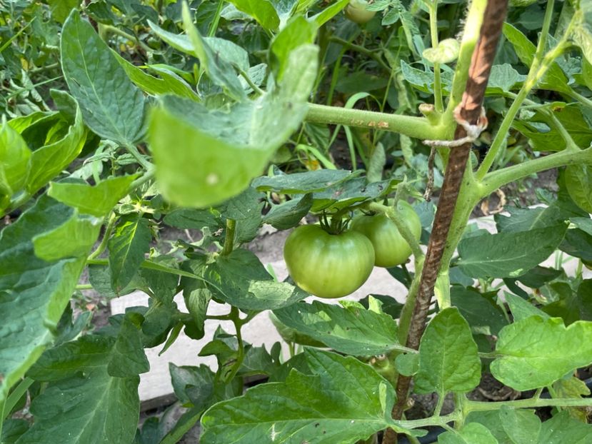 - 001 Gradina de legume 2023-2024-2025