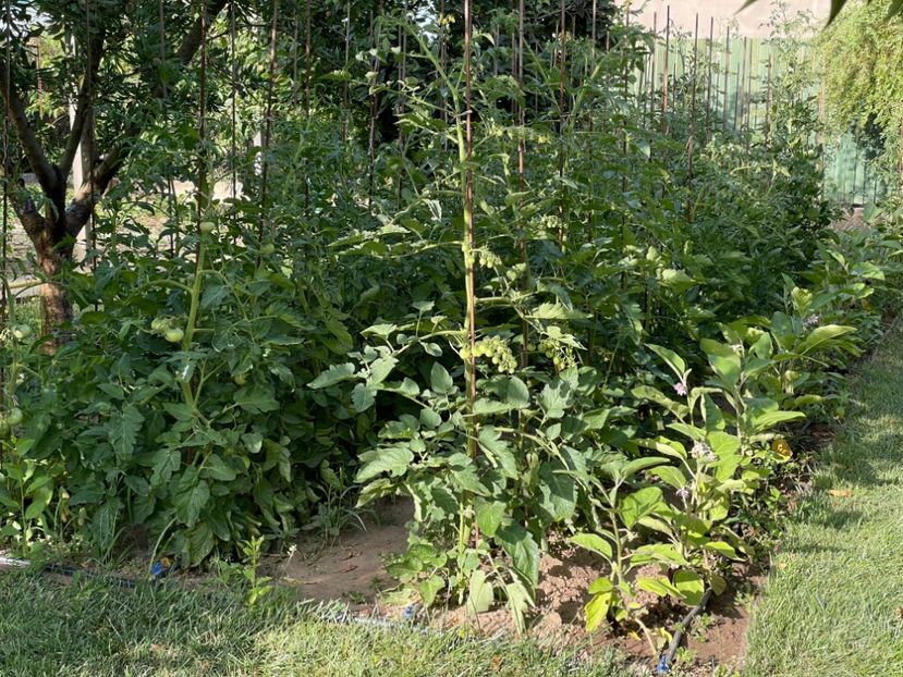  - 001 Gradina de legume 2023-2024-2025