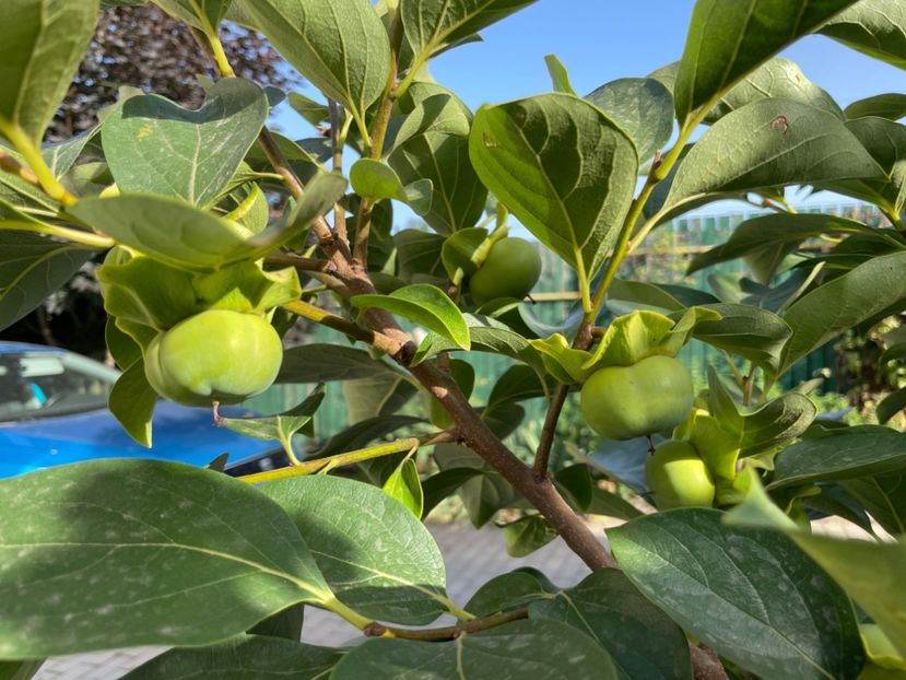  - 001 Gradina de legume 2023-2024-2025