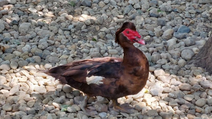  - Rate lesesti ciocolatii