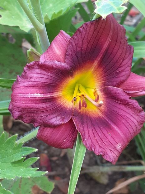  - 0001 HEMEROCALLIS - DELPHINUM