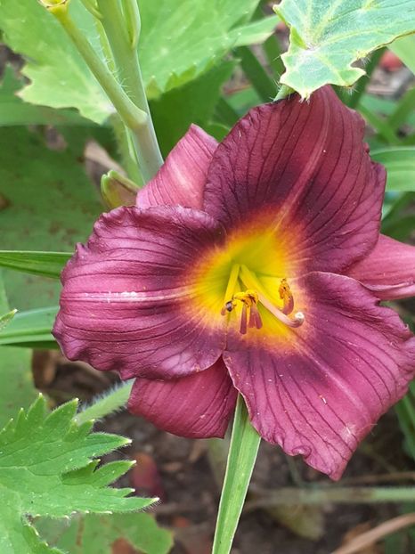  - 0001 HEMEROCALLIS - DELPHINUM