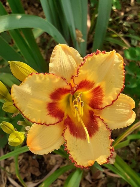  - 0001 HEMEROCALLIS - DELPHINUM