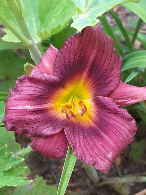  - 0001 HEMEROCALLIS - DELPHINUM