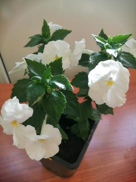  - White Glory