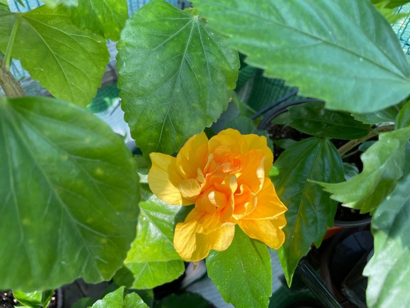  - 001 - Hibiscusi 2024 - 1