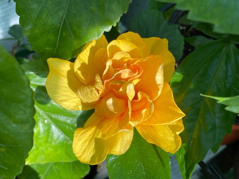  - 001 - Hibiscusi 2024 - 1