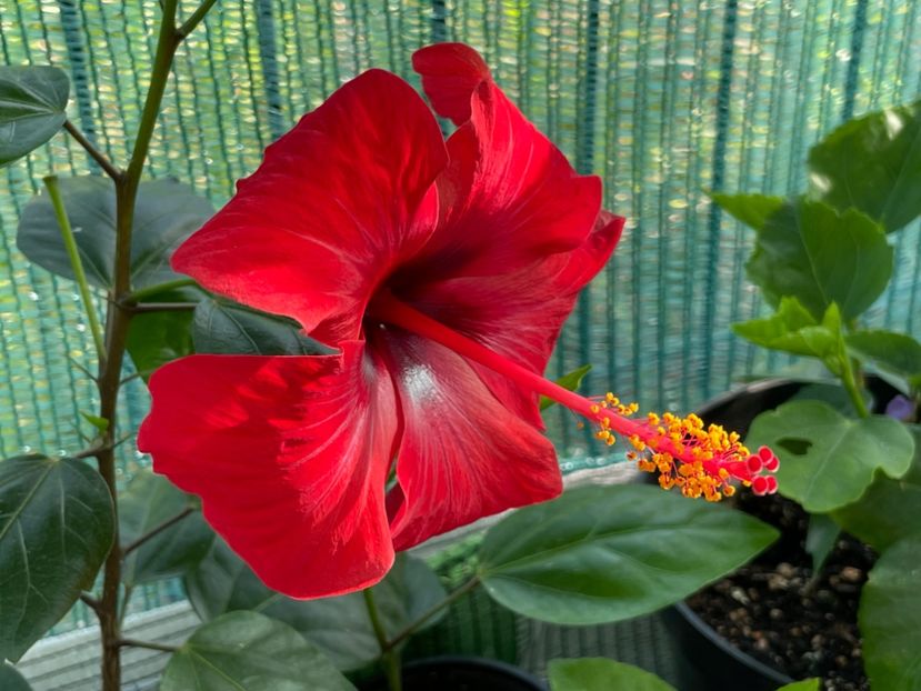  - 001 - Hibiscusi 2024 - 1