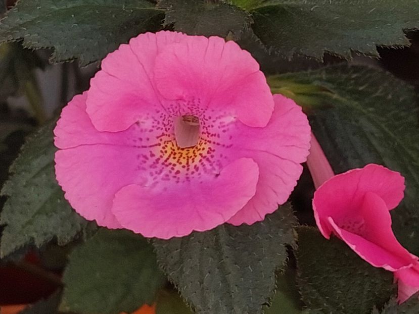  - BRID-S PINK LILY