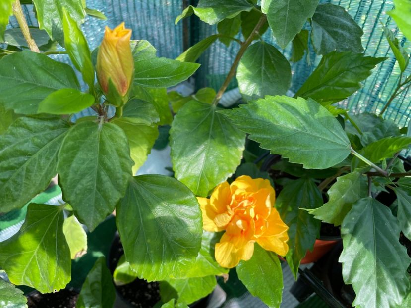  - 001 - Hibiscusi 2024 - 1