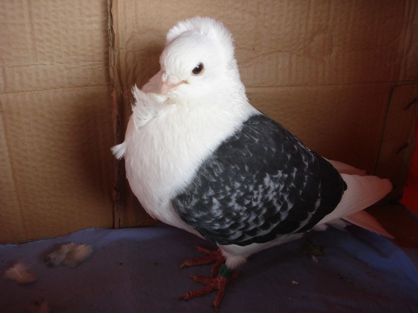 m 208-19 - perechile 2024