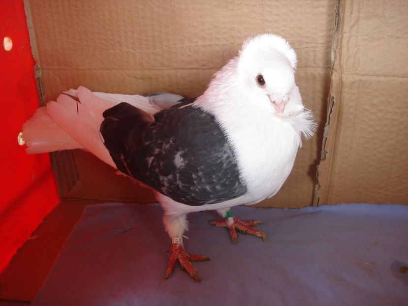 m 983-21 - perechile 2024