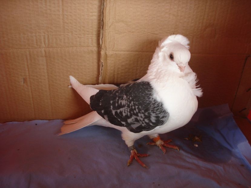 f D20 CB 250 - perechile 2024