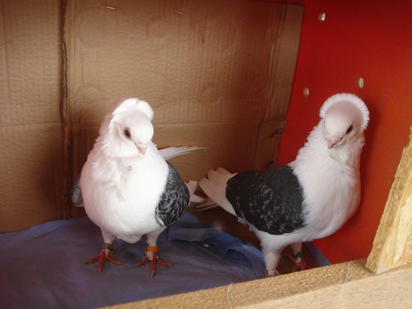 per 10 - perechile 2024