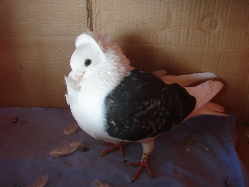 m 4946-21 - perechile 2024