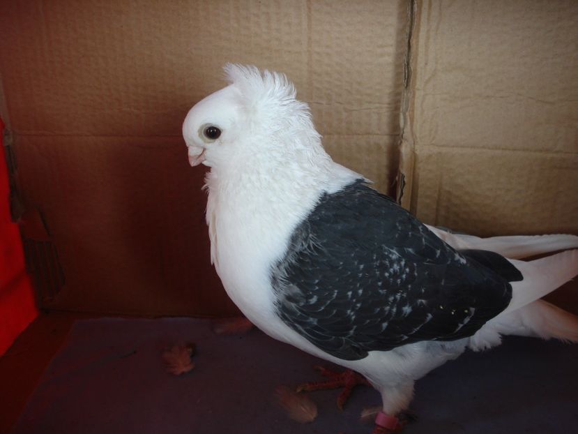 f 985-20 - perechile 2024