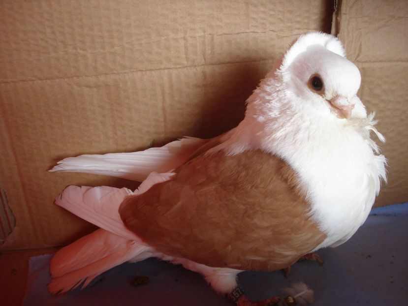 m D 20 A 557 - perechile 2024