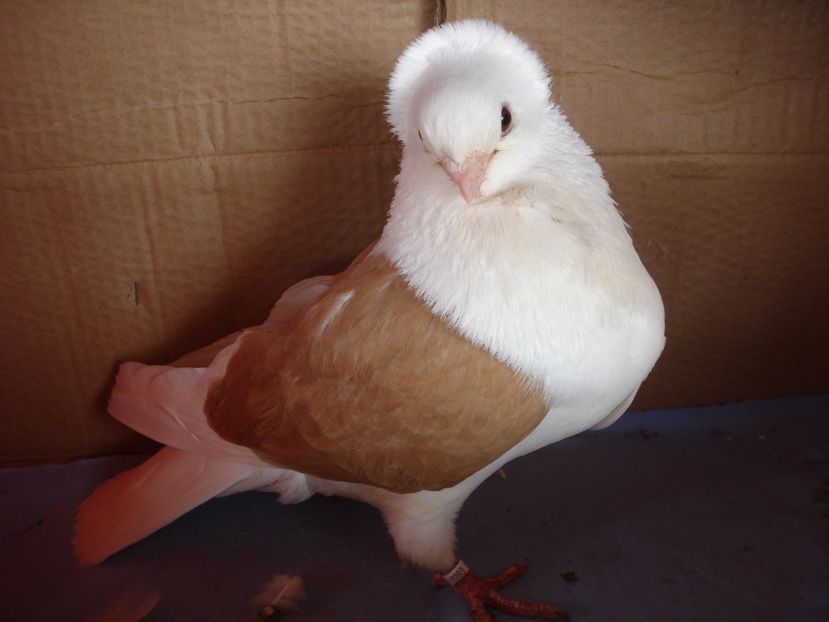 f 993-21 - perechile 2024