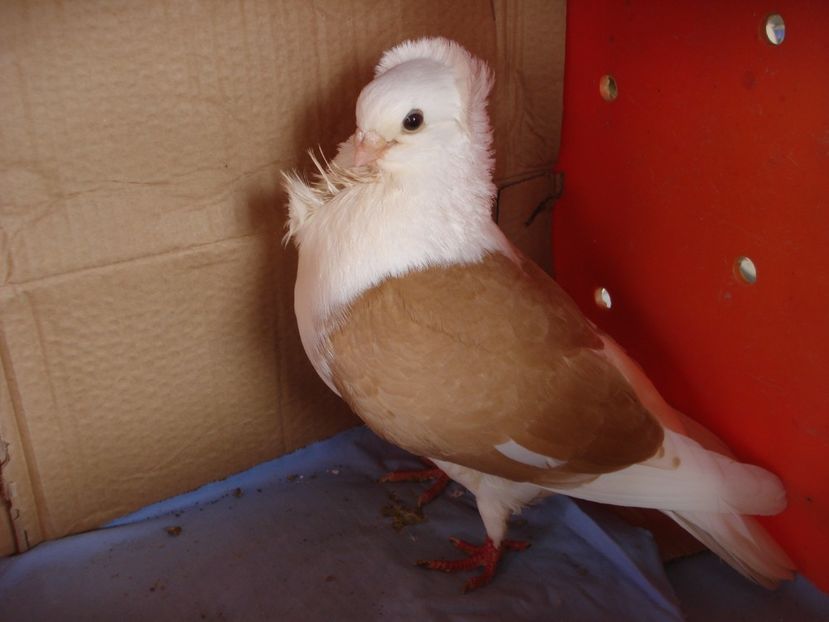 m 184-20 - perechile 2024