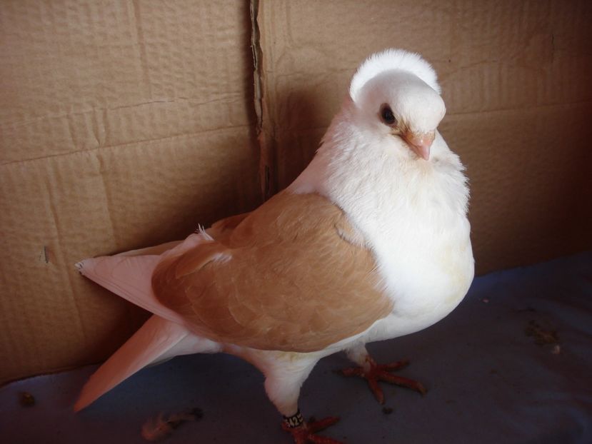 f 42-22 - perechile 2024