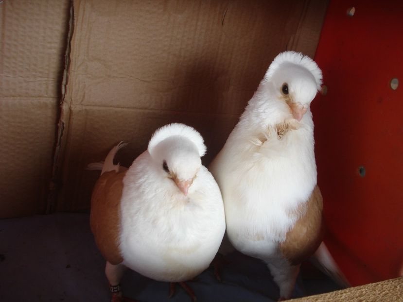 per 13 - perechile 2024