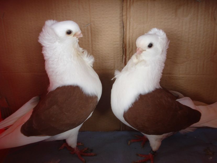 per 14 - perechile 2024