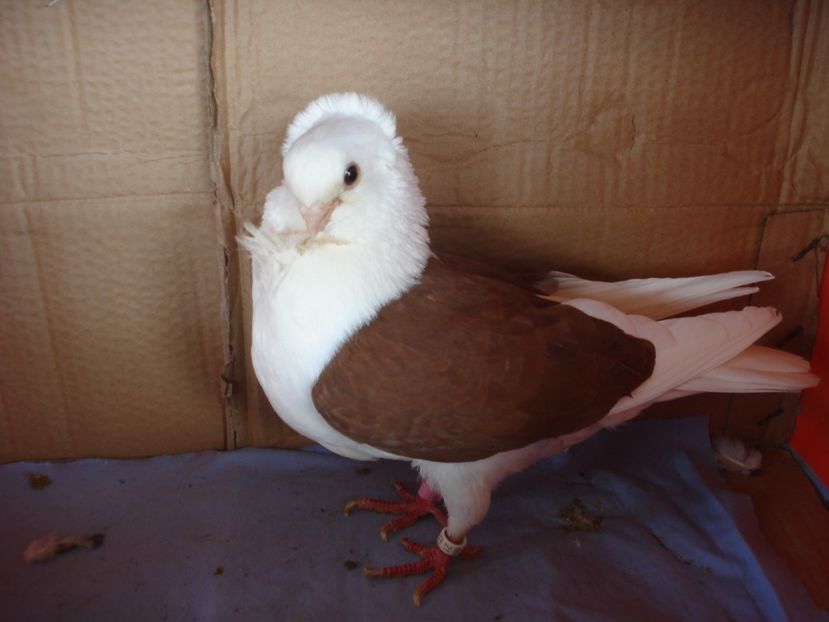 f BG 21 B 887 - perechile 2024