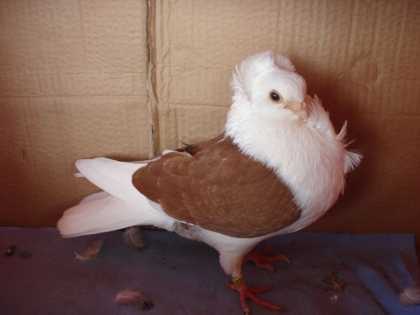 m 25-23 - perechile 2024