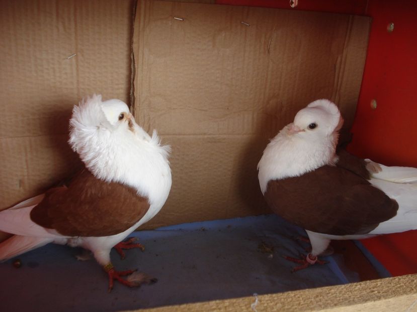 per 16 - perechile 2024