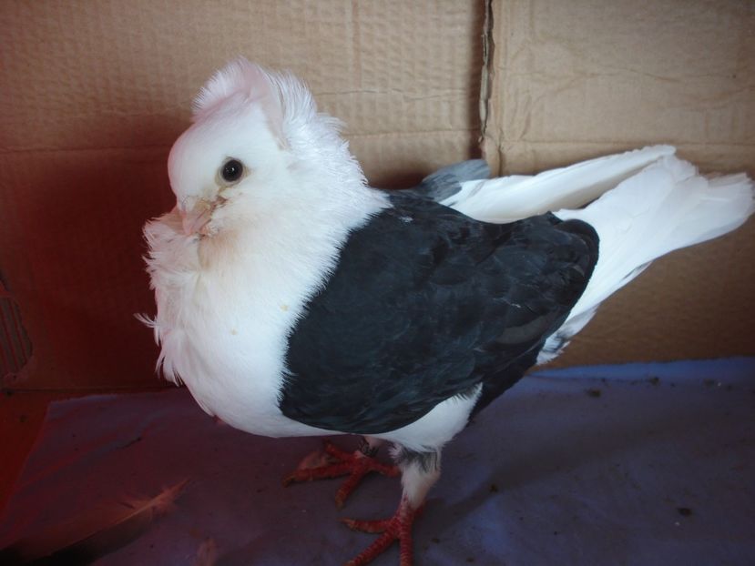 m D 20 CF 459 - perechile 2024