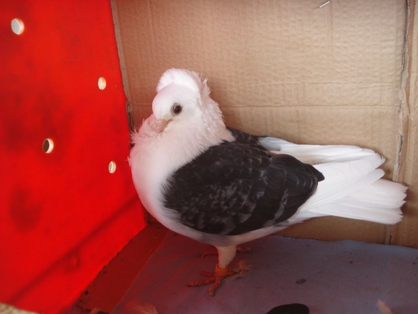 f 20-22 - perechile 2024