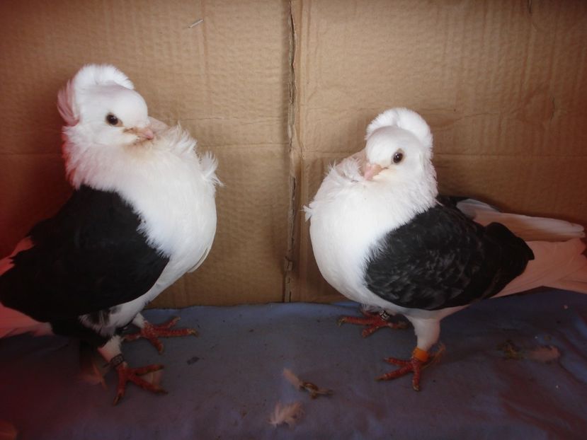 per 17 - perechile 2024