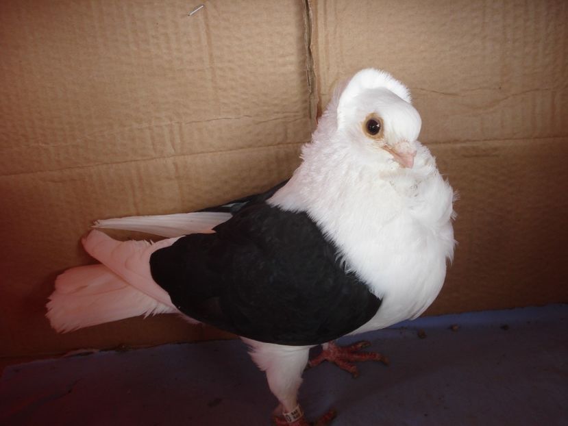 m A 21 U 700 - perechile 2024