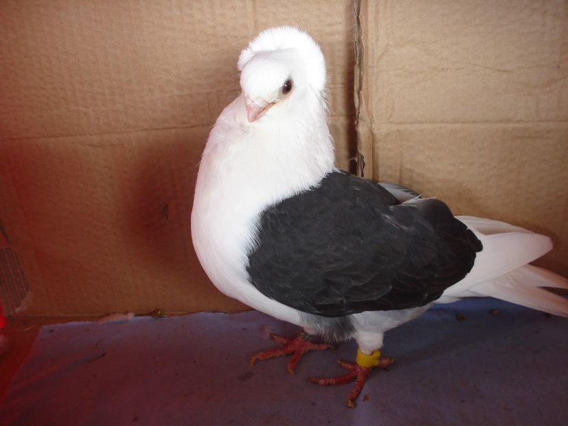 f 285-20 - perechile 2024