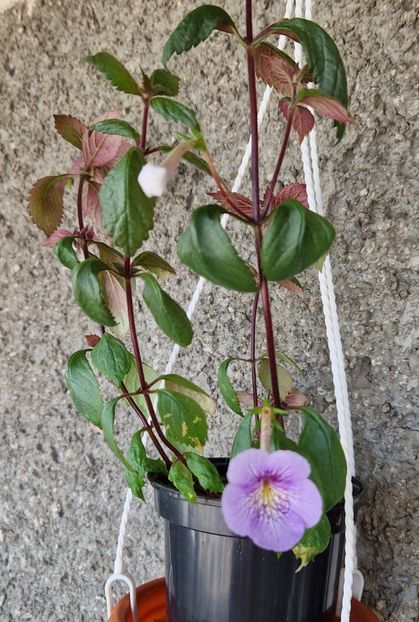 2024 -primul inflorit , de Rusalii - Ambroise Verschaffelt Andreea