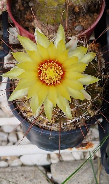 - Ferocactus