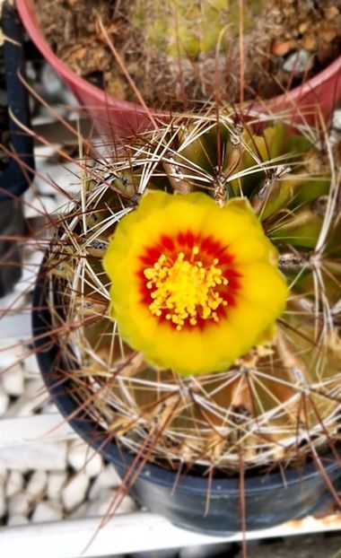 2024 - Ferocactus