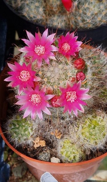 Bocasana cu flori roz - Mammillaria