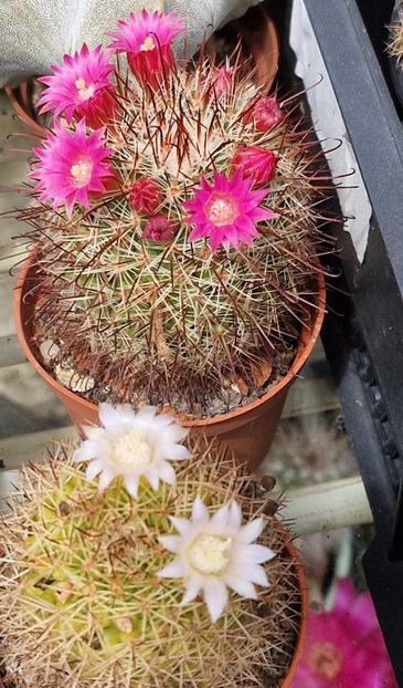  - Mammillaria