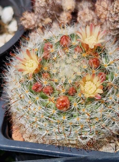 Bocasana cu flori galbene - Mammillaria